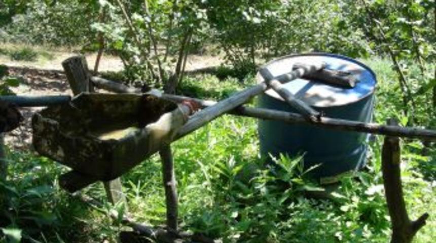 Karadenizli Fındık &Ccedil;ift&ccedil;isi, 'tak Tak' Y&ouml;ntemiyle Domuz Savıyor