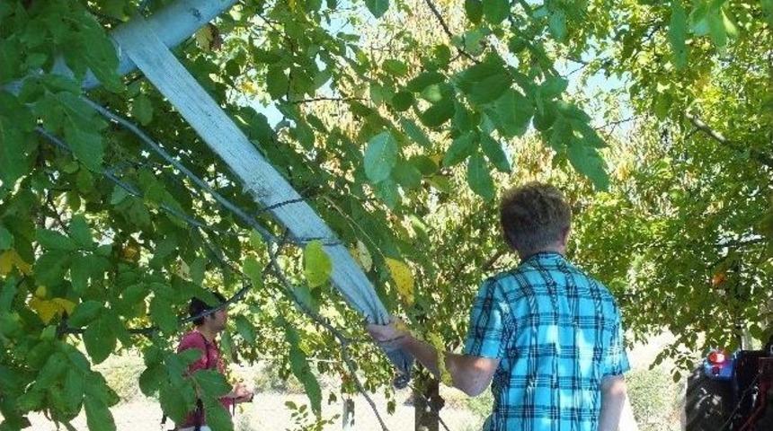 Ceviz D&ouml;kme Makinesi &Ccedil;ift&ccedil;inin Y&uuml;z&uuml;n&uuml; G&uuml;ld&uuml;rd&uuml;