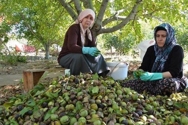 Ceviz Dökme Makinesi Çiftçinin Yüzünü Güldürdü