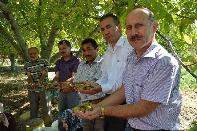 Ceviz Dökme Makinesi Çiftçinin Yüzünü Güldürdü