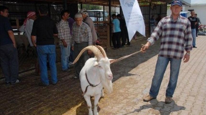 Seferihisar Koyun Ve Ke&ccedil;i Panayırı T&uuml;rkiye&rsquo;yi Ağırlayacak