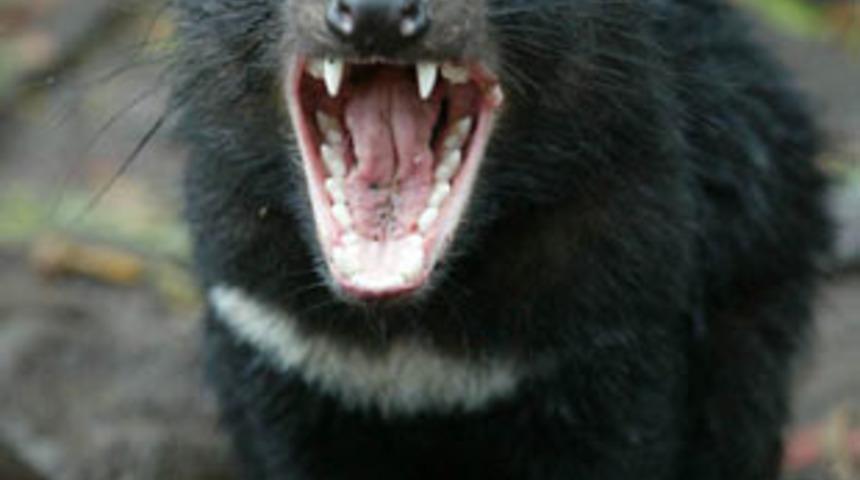 G&ouml;r&uuml;nd&uuml;ğ&uuml; gibi şirin değil!