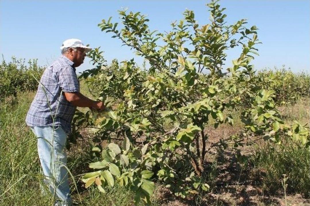 Silifke'de, Anavatanı G&uuml;ney Amerika Ve Meksika Olan Guava Meyvesi &Uuml;retildi