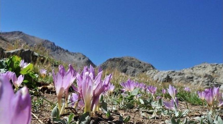 G&uuml;m&uuml;şhane Yaylalarında Vargit Zamanı
