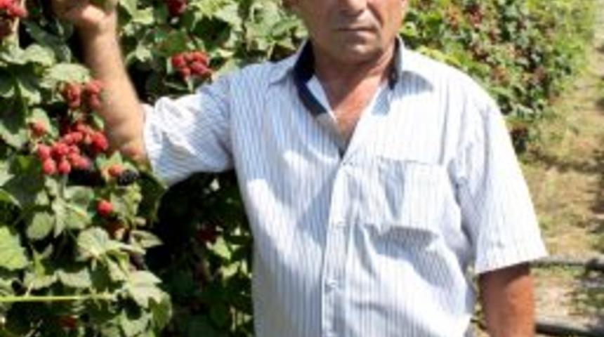 B&ouml;ğ&uuml;rtlen &Uuml;reticisi Sezonu Memnun Kapattı