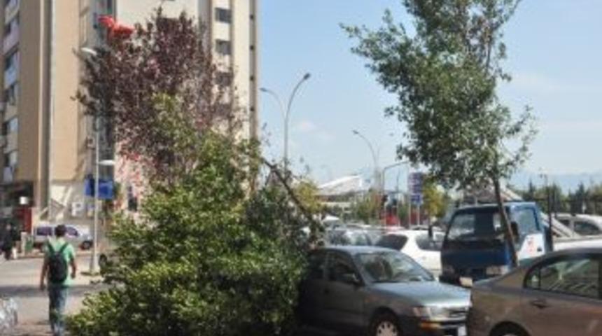 İzmit&rsquo;te Ağa&ccedil; Devrildi