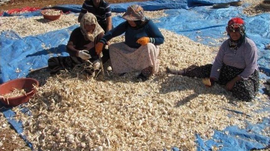 Araban&rsquo;da Sarımsak Ekimine Başlandı