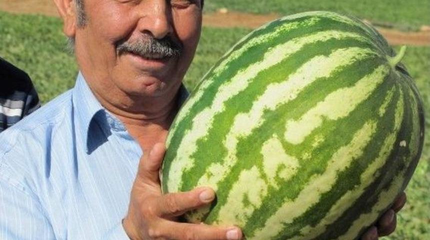 Araban Ovası&rsquo;nda 2. Karpuz Hasadına Başlandı