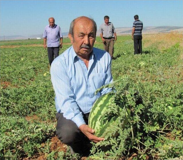 Araban Ovası&rsquo;nda 2. Karpuz Hasadına Başlandı 1