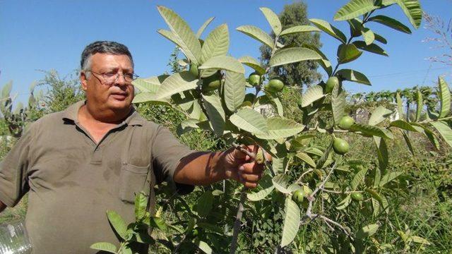 Tadını Merak Etti &Uuml;retime Başladı 1