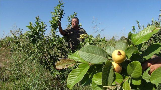 Tadını Merak Etti &Uuml;retime Başladı 2