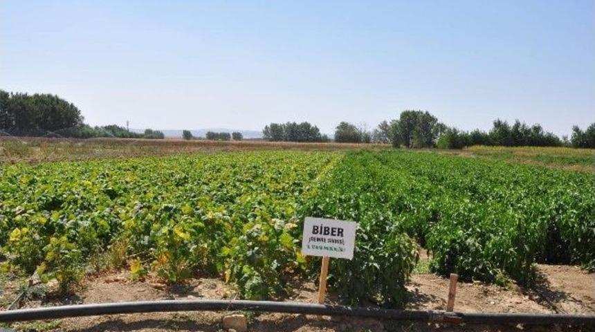 Derme Sivrisi Biberi &Uuml;retiminde B&uuml;y&uuml;k Başarı