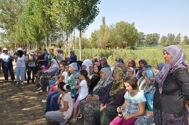 Derme Sivrisi Biberi Üretiminde Büyük Başarı