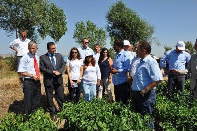 Derme Sivrisi Biberi Üretiminde Büyük Başarı