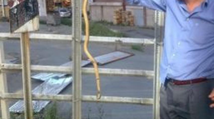 Rize'de Şehir Merkezinde Yılan Paniği