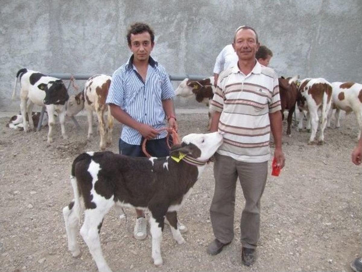 Hisarcık&rsquo;ta Buzağı Teşvik Yarışması