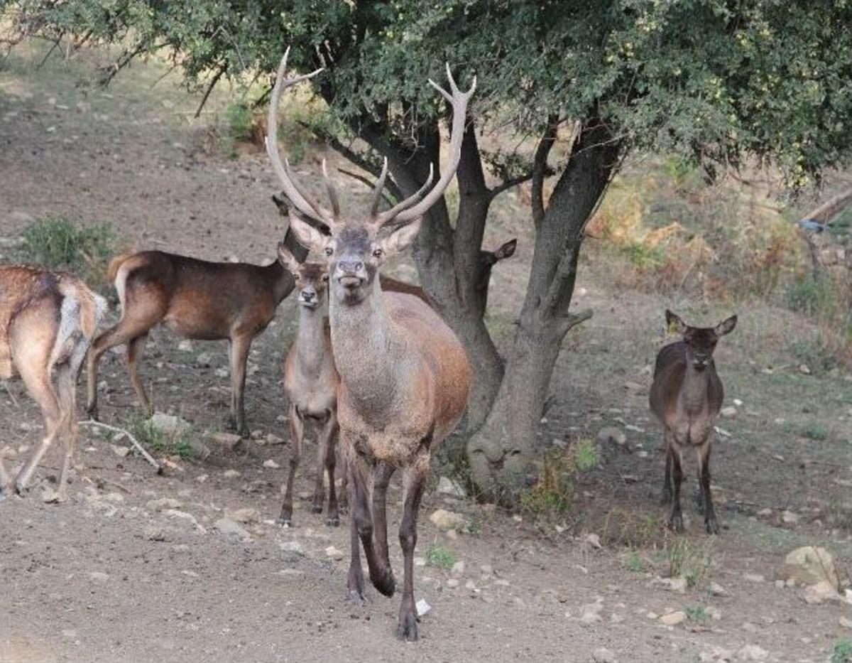 Kunduz Dağı, Kızıl Geyik Diyarı