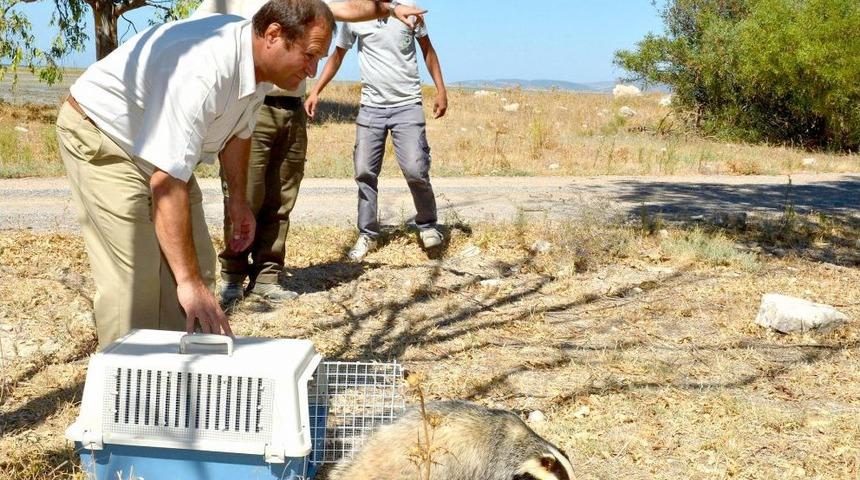 Yaralı Porsuk D&ouml;rt Ay Sonra Doğaya Salındı