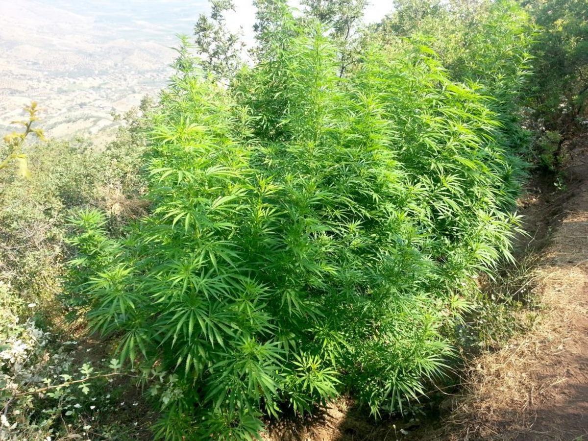 Ormanlık Alanda Hint Keneviri Tarlaları Bulundu