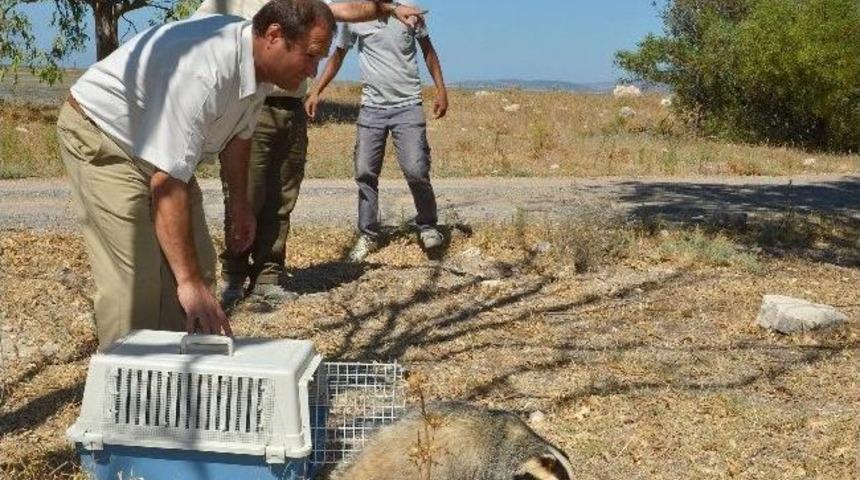 Yaralı Porsuk, Tedavisinin Ardından Doğaya Salındı