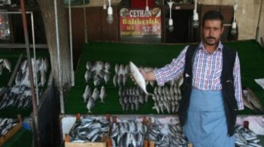 Kilis&rsquo;te Balık Satışlarına Yoğun İlgi