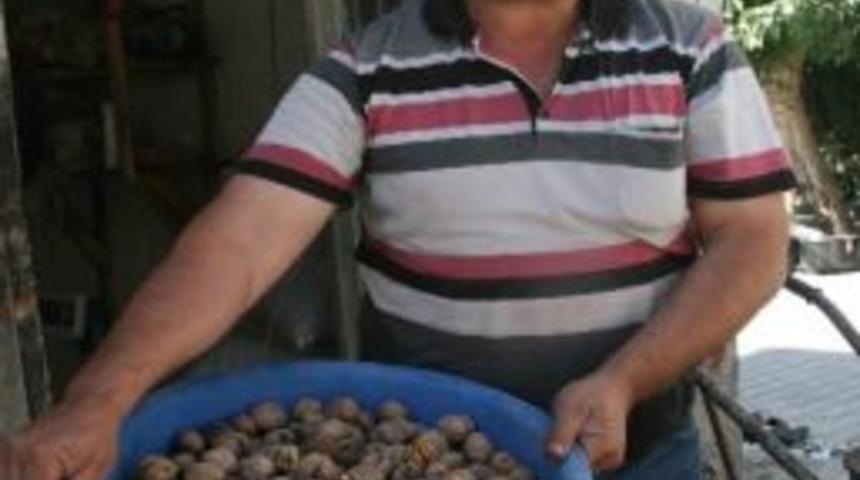 Yeni Mahsul Ceviz Piyasaya &Ccedil;ıktı