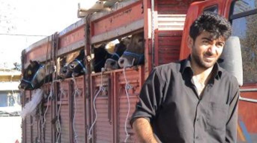 Doğu'dan B&uuml;y&uuml;k Şehirlere Kurbanlık Sevkiyatı Başladı