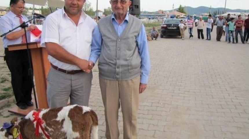 Hisarcık'ta 'buzağı Teşvik' Yarışması