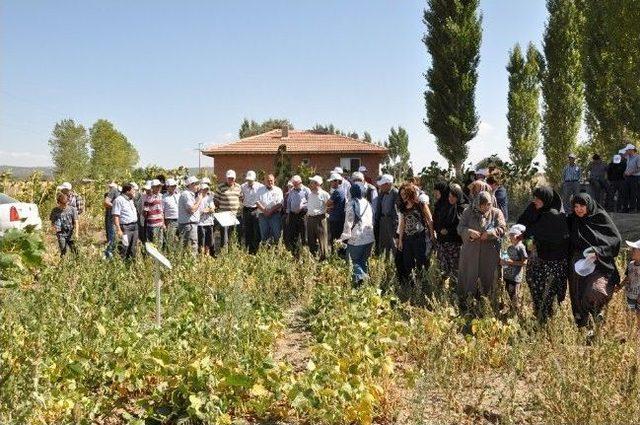 Kuru Fasulye İçin ‘tarla Günü’