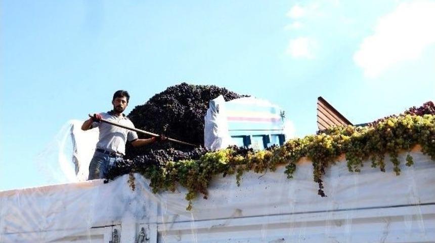 Sarıg&ouml;l&rsquo;de &Uuml;z&uuml;m Fiyatları Y&uuml;z G&uuml;ld&uuml;r&uuml;yor