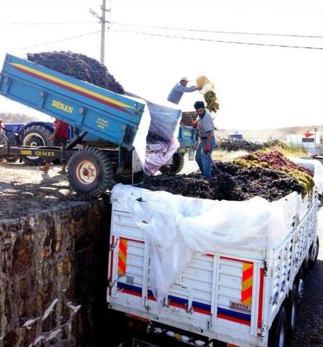 Sarıgöl’de Üzüm Fiyatları Yüz Güldürüyor