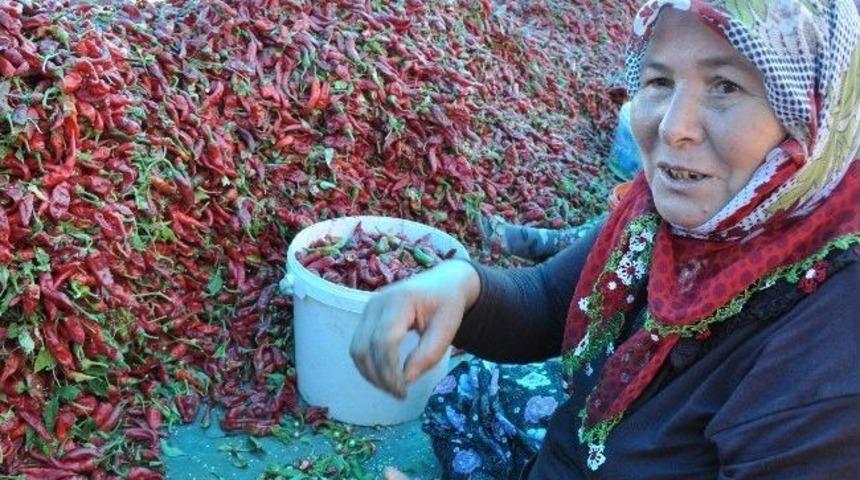 Acının İş&ccedil;ileri Kadınlardan Ev Ekonomisine Katkı