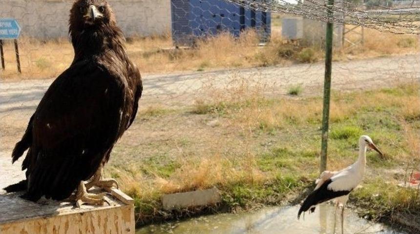 Yaban Kuşlarının Vurulması