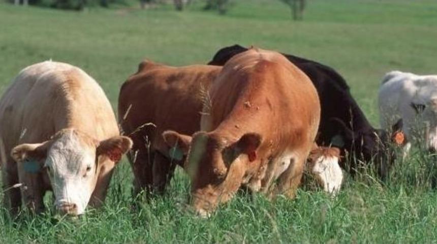 Demir&ouml;z&uuml; S&uuml;t &Uuml;reticileri İlgi Ve Pazar Bekliyor