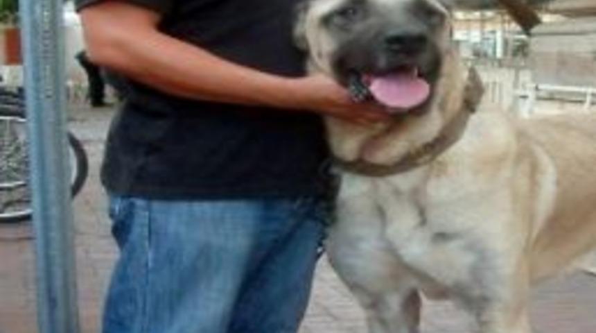 90 Kiloluk Kangal İlgi &Ccedil;ekiyor
