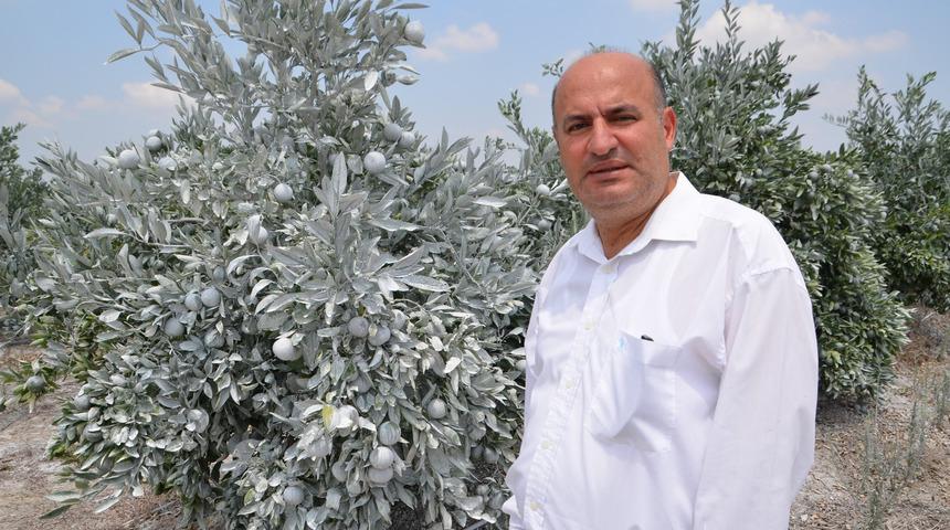 Narenciyede 'beyaz' &ouml;nlem