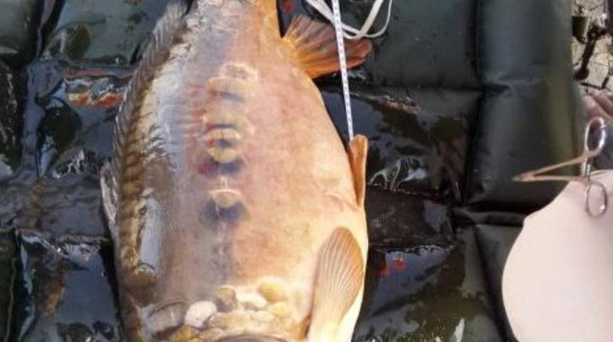 12 Kilogram Ağırlığında Sazan Yakalayıp Birinci Oldu