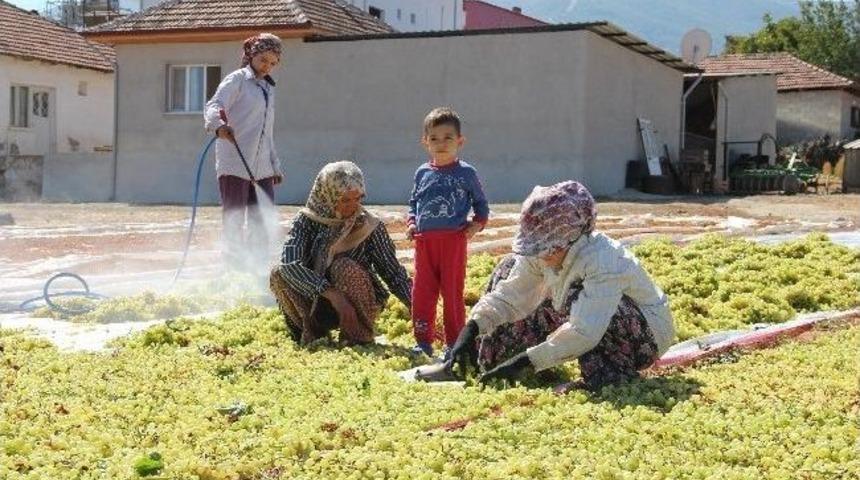 &Uuml;z&uuml;m Altın Yılını Yaşıyor