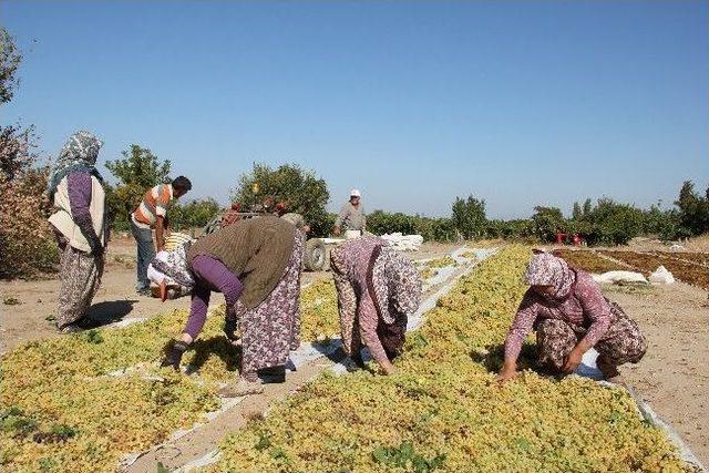 &Uuml;z&uuml;m Altın Yılını Yaşıyor 1