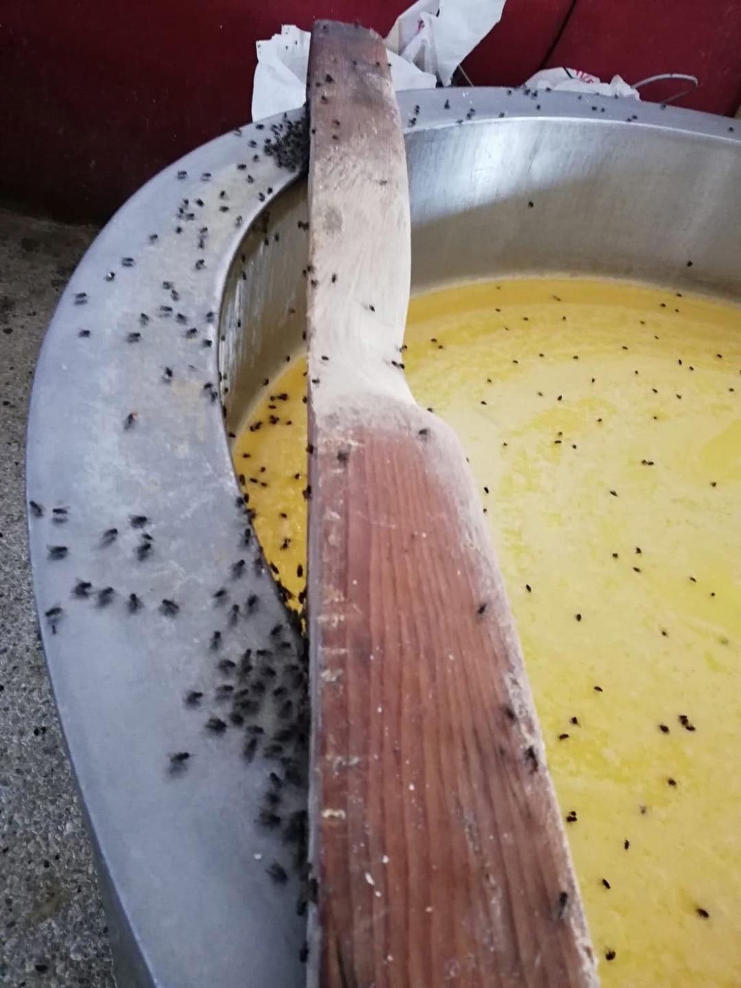 Ka&ccedil;ak kaşar peyniri imalathanesinde iğren&ccedil; g&ouml;r&uuml;nt&uuml;