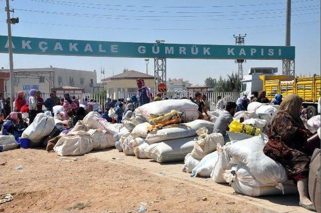 Suriyeliler Türkiye’ye Pamuk Toplamak İçin Geliyor