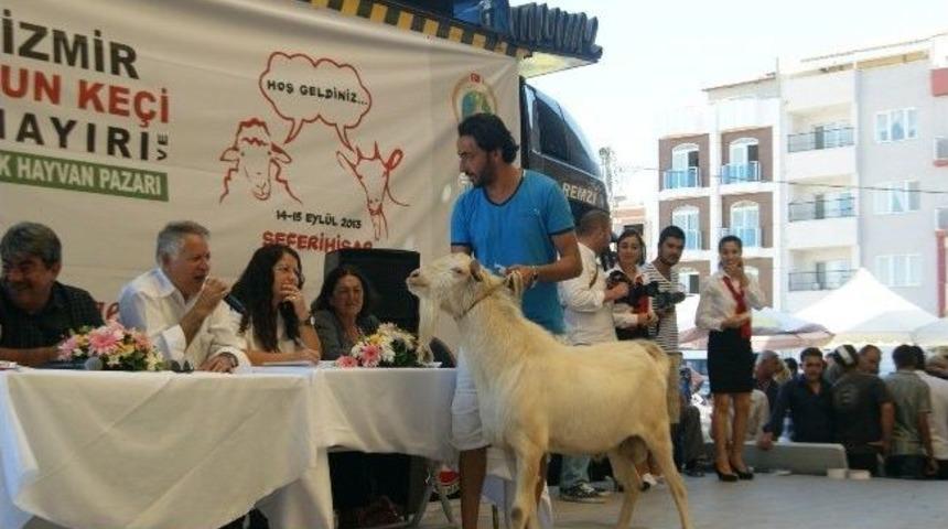 T&uuml;rkiye Ke&ccedil;i Krali&ccedil;esi Se&ccedil;ildi