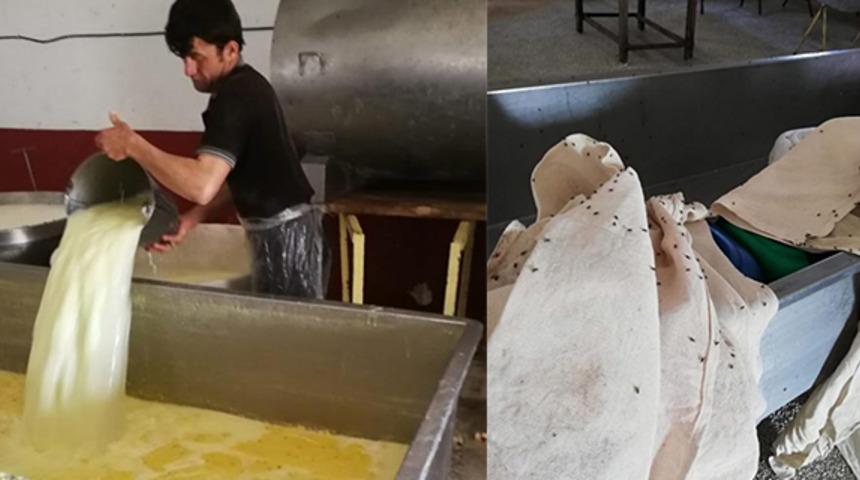 Kaçak kaşar peyniri imalathanesinde iğrenç görüntü