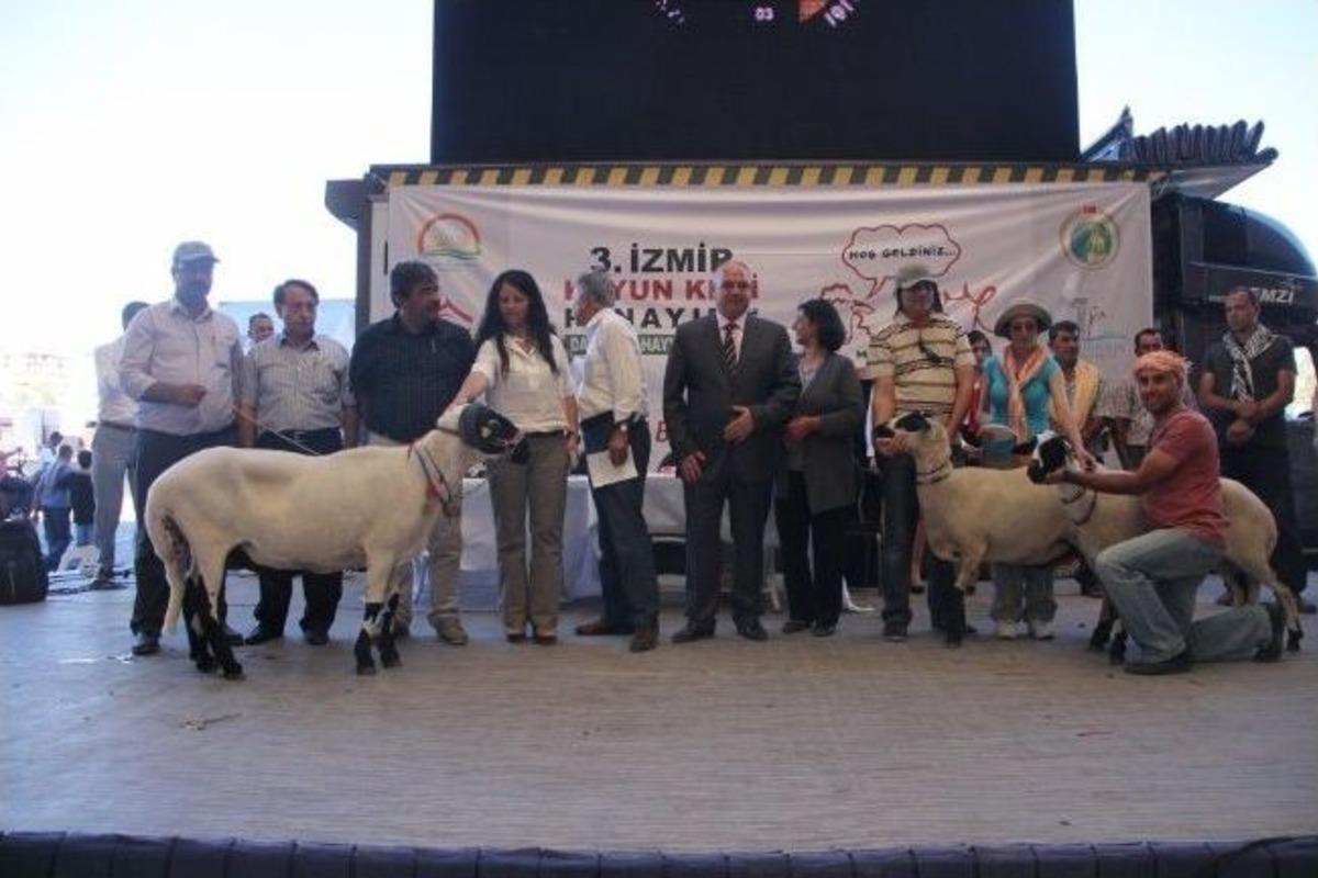 En G&uuml;zel Ko&ccedil;, Teke, Koyun Ve Ke&ccedil;i Se&ccedil;ildi