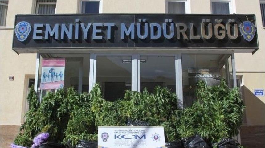 Şiran&rsquo;da 6 Bin 236 K&ouml;k Hint Keneviri Ve 7 Kilo 300 Gram Esrar Ele Ge&ccedil;irildi