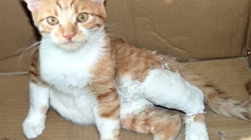 D&ouml;rd&uuml;nc&uuml; Kattan D&uuml;şen Kedinin Bacağı Kırıldı