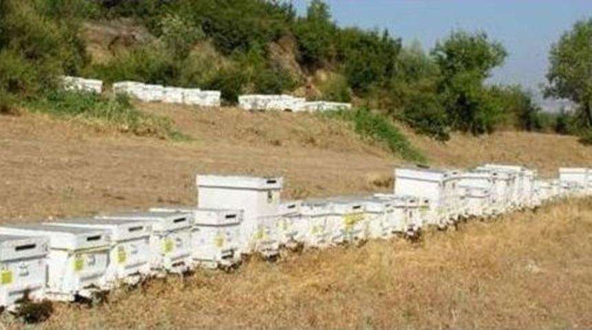 Dalaman&rsquo;da Arı Kovanlarının Tespitleri S&uuml;r&uuml;yor.