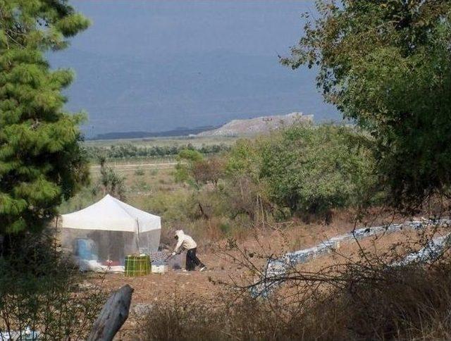 Dalaman&rsquo;da Arı Kovanlarının Tespitleri S&uuml;r&uuml;yor. 1