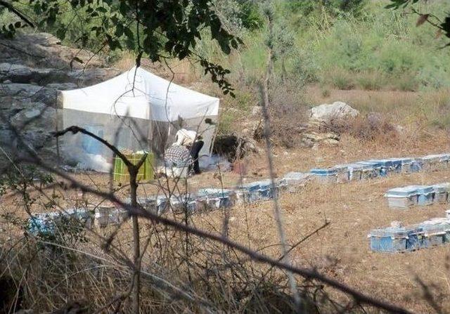 Dalaman&rsquo;da Arı Kovanlarının Tespitleri S&uuml;r&uuml;yor. 2