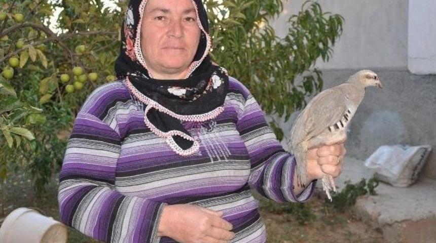 Keklik Yavrularına Annelik Yapan Tavuk G&ouml;renleri Şaşırtıyor